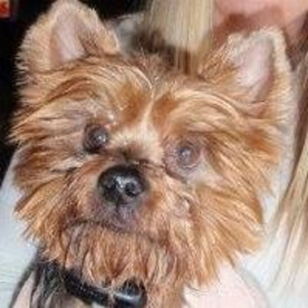 Meet your Posher, Maxie